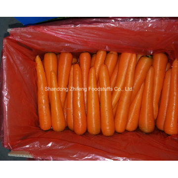 Fresh Red Carrot for Exporting
